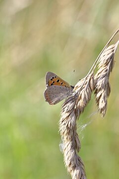Small copper (Lycaena phlaeas) in a meadow, Gambach nature reserve, Burbach, North Rhine-Westphalia, Germany