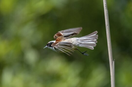 Marsupial tit, European penduline tit, remiz pendulinus, birds, passeri, songbirds, songbirds, birds