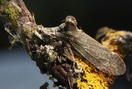 Auchenorrhyncha, cicadellidae, cicadomorpha, common ear cicada, hemiptera, horned leaf hopper, ledra aurita, ear cicada, ear chirp, round-headed cicada, beak kerf, dwarf cicadas, insects, cicadas