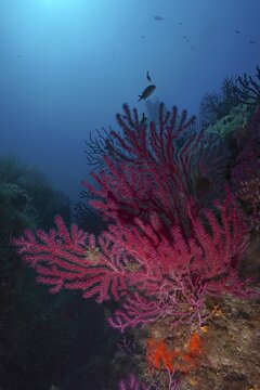 Red Violescent sea-whip (Paramuricea clavata) rising up with fish in the background, dive site Sec de la Jeaune Garde, Giens Peninsula, Provence Alpes C&ocirc;te d'Azur, France