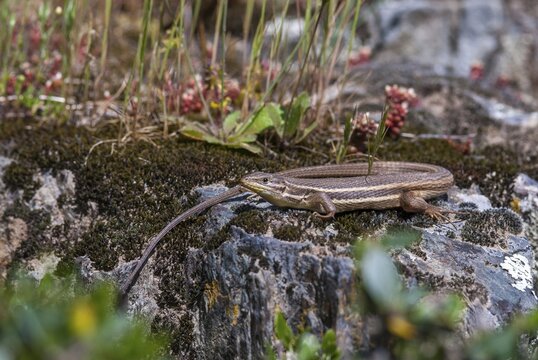 Algerian Sand Racer, Algerian Sandstrider, Psammodromus Algirus, Critters, Lizards, Extremadura, Reptilia, Reptilia, Reptiles, Sleep, Spain