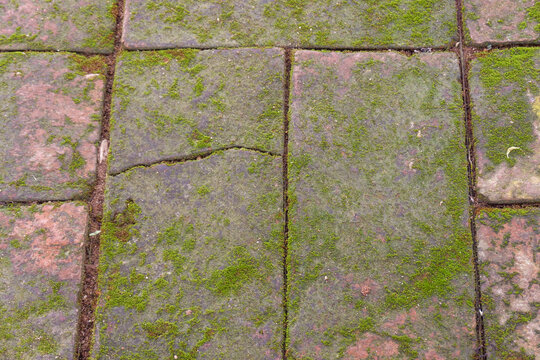 Red brick paving stones covered in natural green moss,Moss in forest and tree organic growth in a damp environment,showcasing natural texture background.