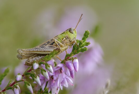 Acrididae, caelifera, field locusts, gomphocerinae, grasshoppers, heather grasshoppers, small heather grasshoppers, short-feeler scare, stenobothrus stigmaticus, grasshoppers, insects, lesser mottled grasshoppers, y12