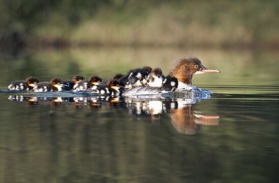Goosander (Mergus merganser), mother with chicks, Zurich, Switzerland