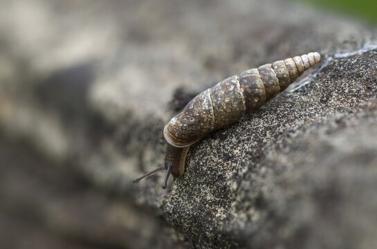 Cochlodina laminata, smooth sphinge, plaited door snail, gastropod, mollusca, snails, molluscs