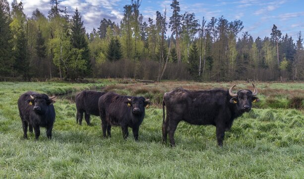 Bavaria, Bubalus Arnee, Even-t&ouml;d Ungulate, Upper Palatinate, Paarhufer, Tirschenreuth, Waldnaab, Waldnaabaue, water buffalo, wild willows Waldnaabaue, extensive grazing, mammals, mammals