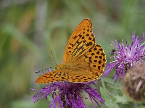 An orange-coloured emperor moth (Argynnis paphia) perched on a purple flower amidst green foliage, Goms, Canton of Valais, Switzerland