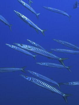 School of fish, shoal, group of barracuda (Sphyraena sphyraena) in the Mediterranean Sea near Hy&egrave;res. Dive site Giens Peninsula, Provence Alpes C&ocirc;te d'Azur, France