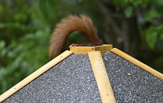 Eurasian red squirrel (Sciurus vulgaris), sitting on bird house, getting food through the roof hatch, feeding hatch, tail still looking out, funny, funny, Stuttgart, Baden-W&uuml;rttemberg, Germany