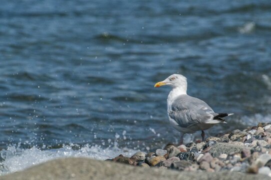 Herring gull, Larus argentatus, herring gull, birds, charadriiformes, gulls, limbols, seagulls, birds