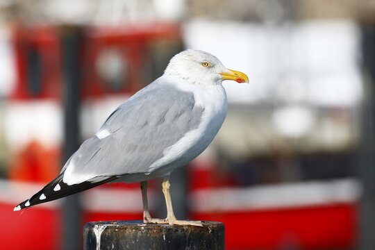 European herring gull (Larus argentatus) in the harbour, Niendorf, Baltic Sea coast, Schleswig-Holstein, Germany