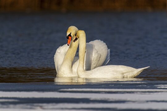 Mute swan (Cygnus olor), wildlife, Germany. A pair of swans show their affection on a lake in the warm light of the sunset