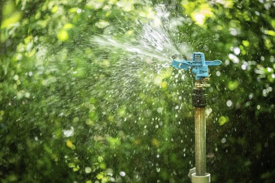 A sprinkler irrigates wet-shining plants, sunlight, Chelsea Physic Garden, historic botanical garden, oldest botanical garden in London, founded in 1673 by the Worshipful Society of Apothecaries, Chelsea, England, Great Britain