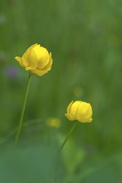Budabin seed, buttercup, butter ball, butterrose, globe flower, goldhead, buttercup family, ball ranunculus, ranunculaceae, trollflower, trollius europaeus, flora, high size, portrait format, plants, plants