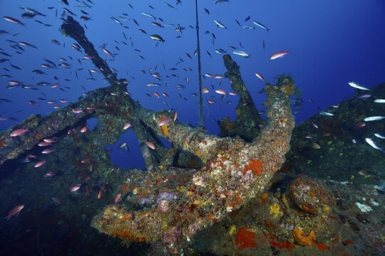 An anchor from a shipwreck, overgrown and surrounded by fish, Mediterranean anthias (Anthias anthias), and sea sponges underwater, Michel C shipwreck dive site, Giens Peninsula, Provence-Alpes-C&ocirc;te d'Azur, France