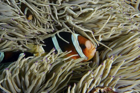 A clownfish, Clark's anemonefish (Amphiprion clarkii), clinging to the tentacles of a sea anemone in the sea, dive site SD, Nusa Ceningan, Nusa Penida, Bali, Indonesia