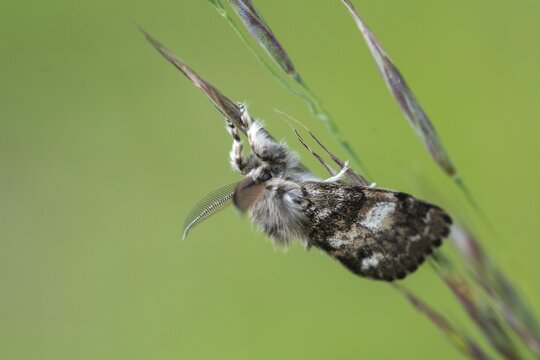 Owl butterfly, gynaephora selenitica, lunar tussock, moonspot brush binder, moonspot brush spinner, butterfly, insects, moths, moths, moths, butterfly