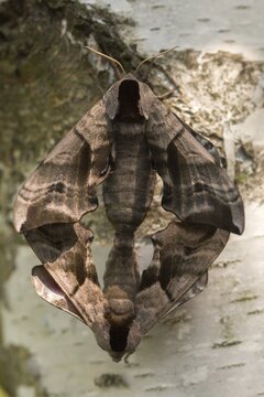 Evening peacock, eyed hawk moth, smerinthus ocellata, smerinthus ocellatus, sphingidae, butterfly, high size, portrait format, insects, copula, moths, moths, moths, mating, butterfly, swarmer