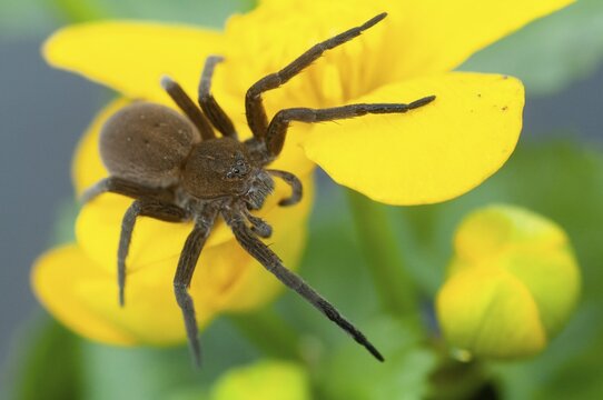 Araneomorphae, Dolomedes Plantarius, ridged water spider, moor hunting spider, predatory spiders, web spiders, fen raft spider, great raft spider, hunting spiders, spiders