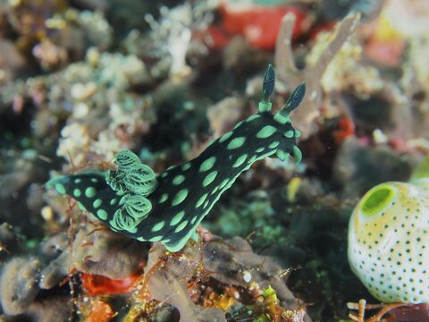 Green-spotted nudibranch, neon star nudibranch (Nembrotha cristata), SD dive site, Nusa Ceningan, Nusa Penida, Bali, Indonesia
