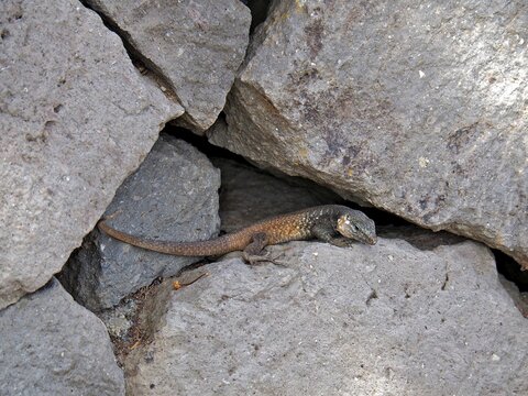 Gran Canaria giant lizard (Gallotia stehlini) on grey rocks, well camouflaged, resting in a crevice, Gran Canaria, Canary Islands, Canary Islands, Spain