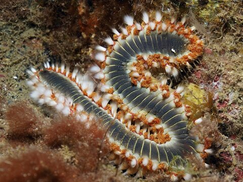 A fire bristle worm (Hermodice carunculata) in S-shape on the seabed. Colourful bristles and natural details are visible. Dive site Puerto de Mogan Reef, Gran Canaria, Spain, Atlantic Ocean