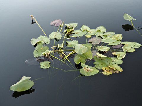 Floating lily pads on calm water with a natural, calming atmosphere. A Mississippi alligator (Alligator mississippiensis) hides among them. Everglades National Park, Florida, USA