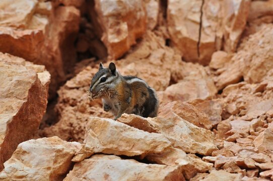 A chipmunk, Uinta chipmunk (Tamias umbrinus), sits on reddish stones with food in its mouth. Bryce Canyon National Park, Utah, USA