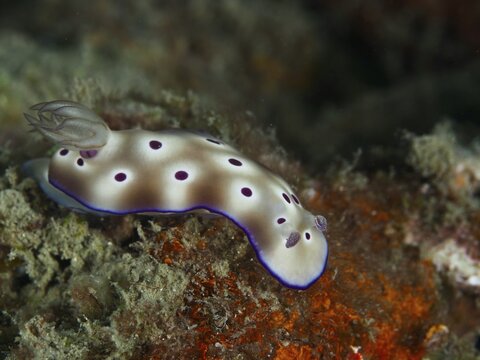 White nudibranch with purple spots, the Tryon's nudibranch (Hypselodoris tryoni), on a colourful coral reef, at the Gondol Reef dive site, Gondol, Bali, Indonesia