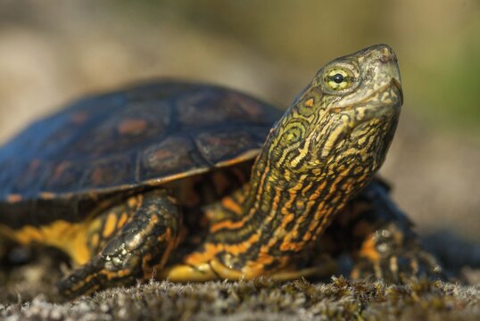 Mauremys leprose, Moorish brook turtle, Spanish water turtle, Spanish terrapin, critters, extremadura, reptilia, reptiles, turtles, Spain, tortoise, turtles