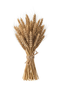 A bundle of ripe wheat stalks tied together with twine on a white background