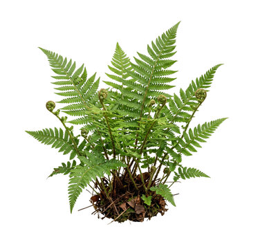Vibrant green fern fronds unfurling with coiled fiddleheads on a white background