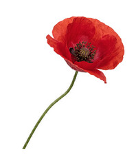 Obraz premium Vibrant red poppy flower with delicate petals and a fuzzy stem on white