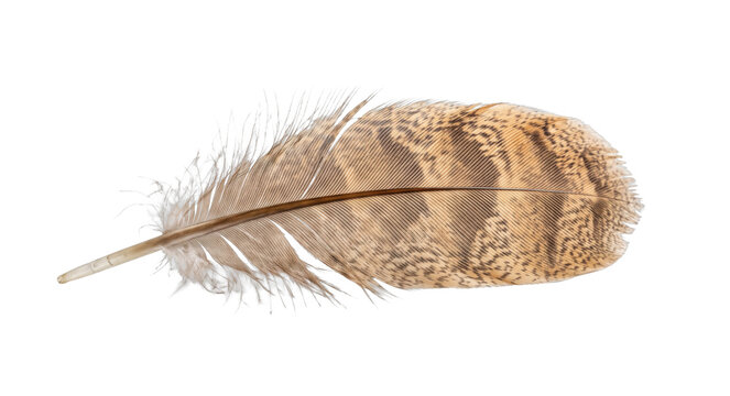 Detailed close-up of a single brown and tan bird feather with intricate patterns