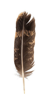 Detailed close-up of a single brown and tan bird feather with intricate patterns