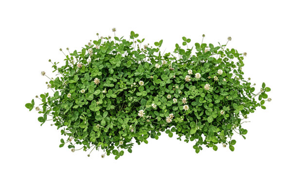 Abundant white clover patch with small delicate blossoms and lush green leaves