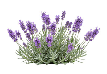 Fototapeta premium A lush bush of fragrant purple lavender flowers with green foliage and water droplets