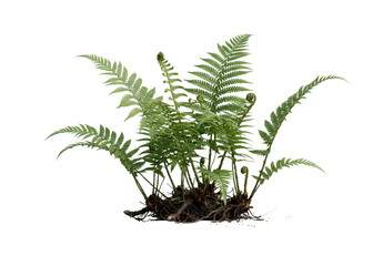 Green fern plant with visible roots and unfurling fronds on a white background © 7Author