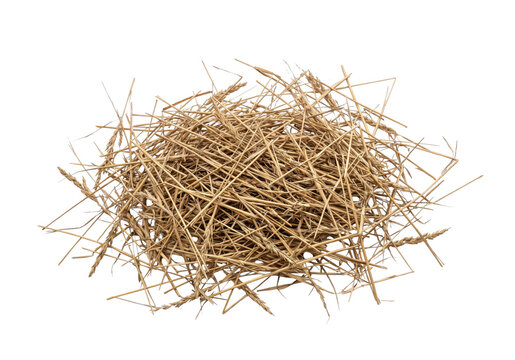 Pile of dry straw and wheat stalks with visible grain heads on a white background