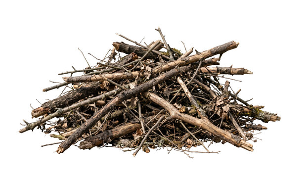 Pile of dry branches and twigs with fallen leaves and moss