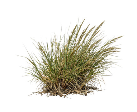 A clump of wild grass with visible roots and seed heads against a white background