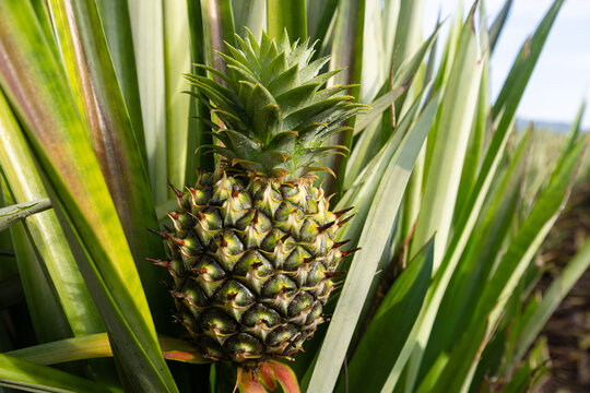 Fresh Green Pineapple Growing on Plantation Farm,A close-up shot of a young, fresh green pineapple growing naturally surrounded by its spiky leaves on a tropical plantation farm during daylight.