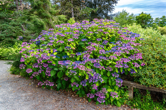 South Seattle Garden Walkway 8