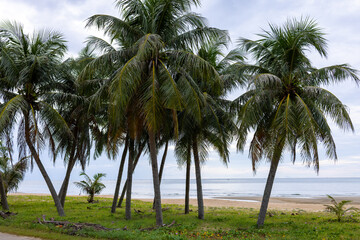 Fototapeta premium Tropical Coconut Palm Trees on a Sandy Beach under a Cloudy Sky,A scenic view of a cluster of tall coconut palm trees (Cocos nucifera) lining a sandy beach with lush green vegetation in the foreground