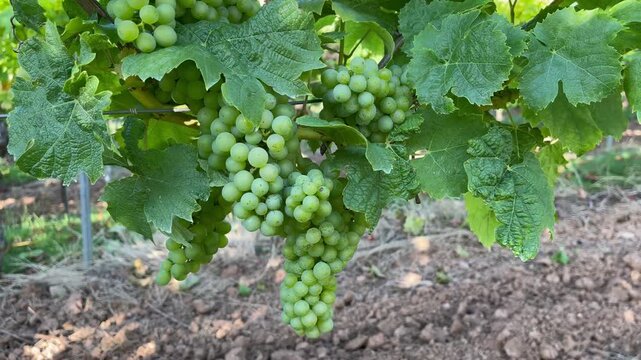 Green wine grapes on vine in summer, camera panning right to left