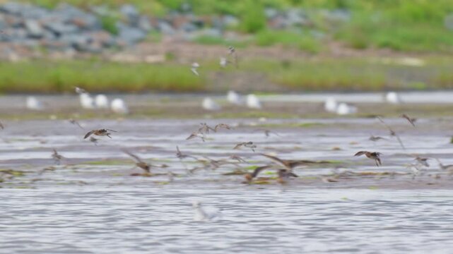 Shorebirds feeding across a salt marsh tidal flat in summer