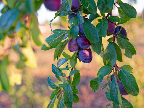 Fresh plum fruit on tree branch