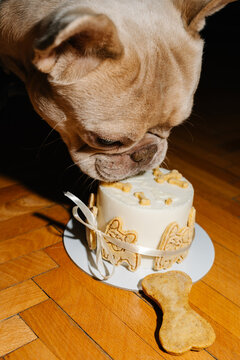 French Bulldog Eating Birthday Cake at Home