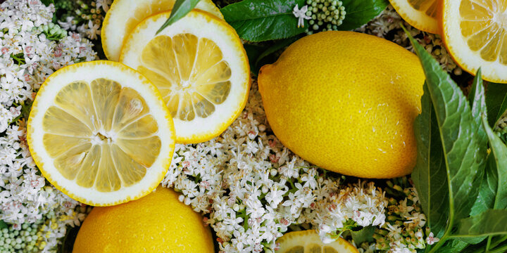 Close-up of ripe lemons and elderflower clusters representing natural ingredients for sparkling drinks, fermented beverages and seasonal recipes