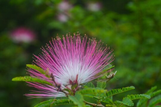 Close-up of a vibrant pink silk tree blossom flower